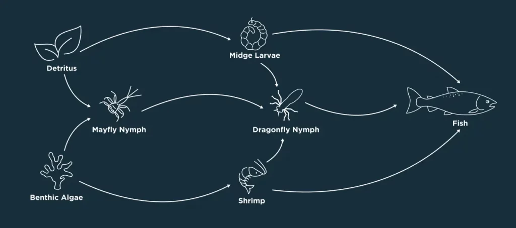 River Ness Food Web