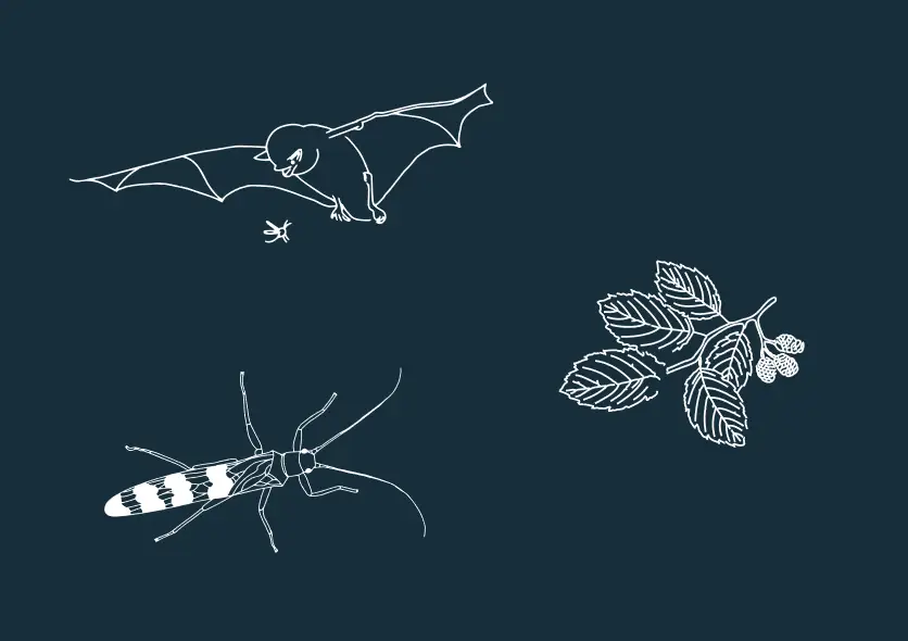 3 species illustration